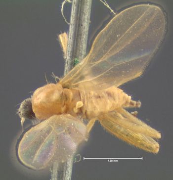 Media type: image;   Entomology 1177 Aspect: habitus dorsal view